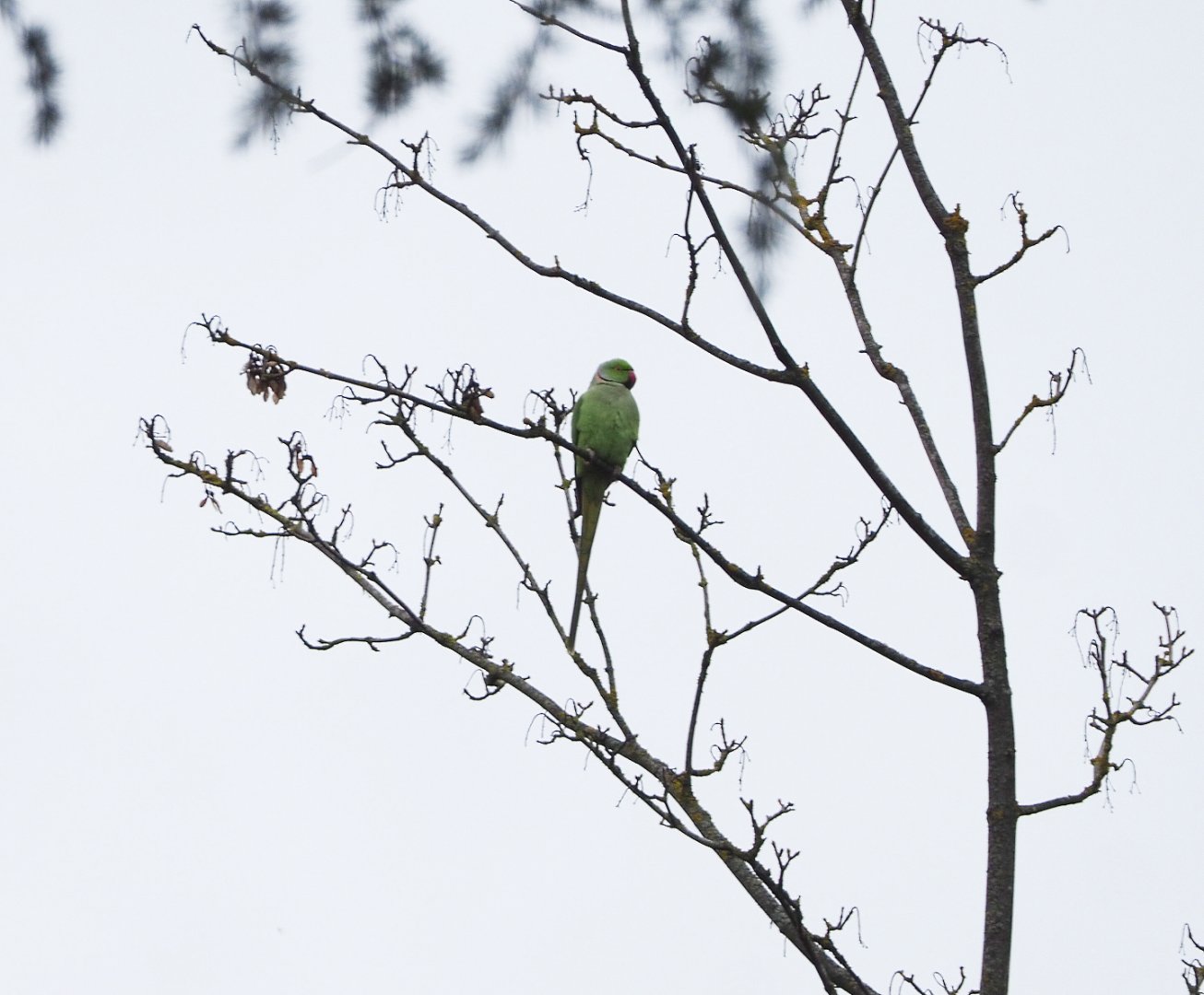 Feral Indian ring-necked parakeet (Psittacula krameri), 2021-11-06