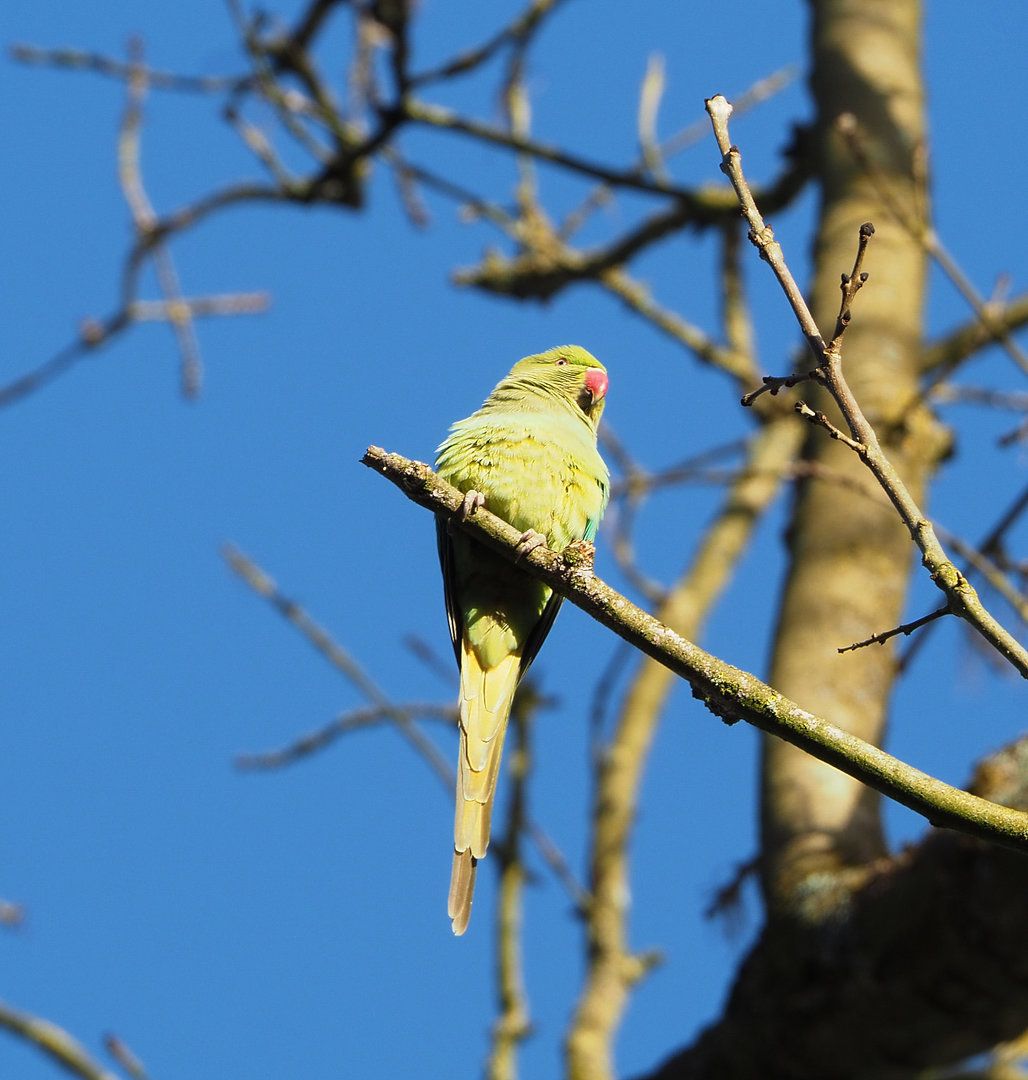 Feral Indian ring-necked parakeet (Psittacula krameri), 2022-01-30