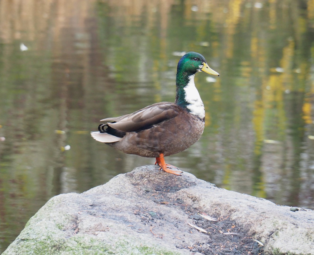 Feral Mallard - Domestic duck hybrid (Anas platyrhynchos), 2021-12-07