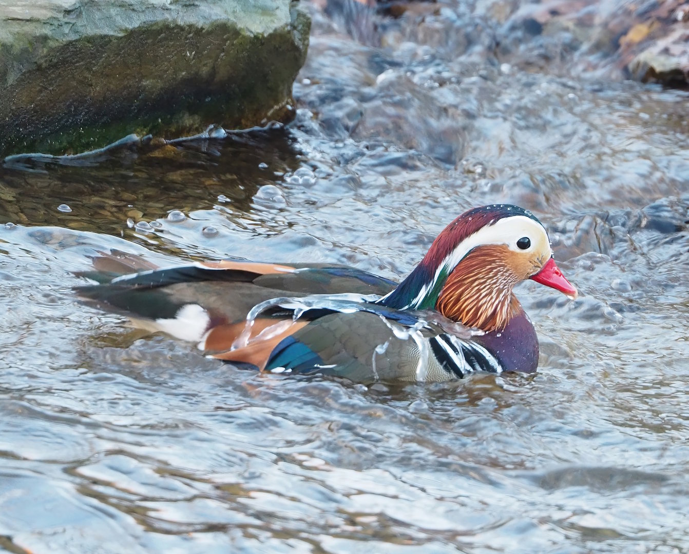 Feral Mandarin duck (Aix galericulata) drake, 2022-12-27