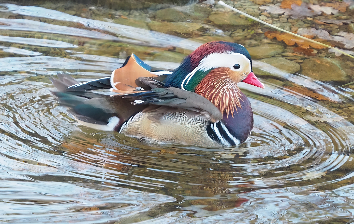 Feral Mandarin duck (Aix galericulata) drake, 2022-12-27