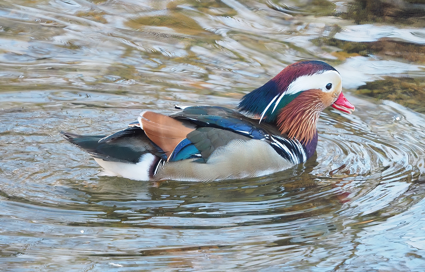 Feral Mandarin duck (Aix galericulata) drake, 2022-12-27