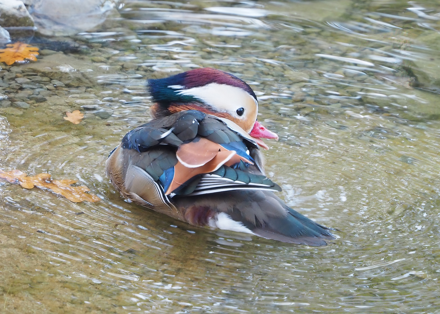 Feral Mandarin duck drake (Aix galericulata), 2022-10-19
