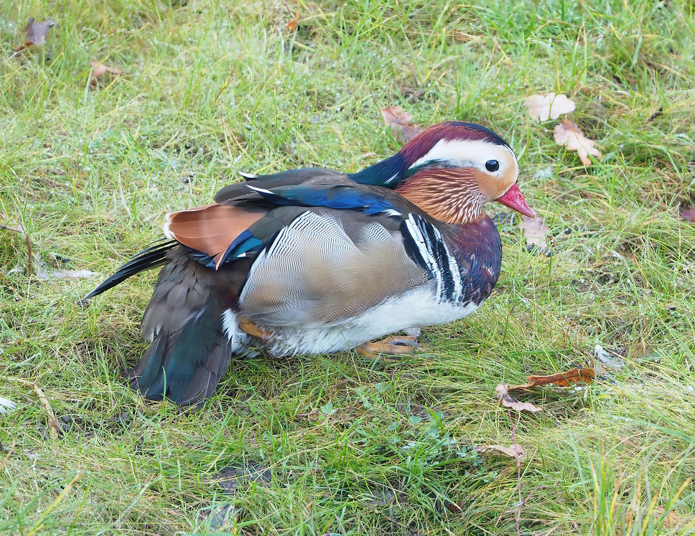 Feral Mandarin duck drake (Aix galericulata), 2022-10-19