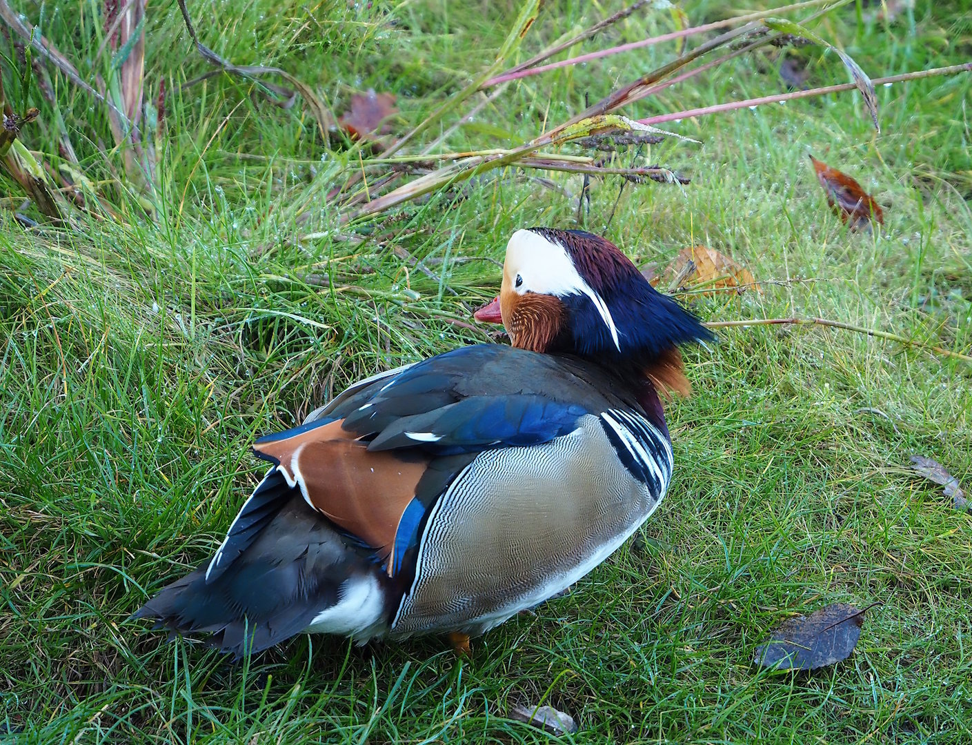 Feral Mandarin duck drake (Aix galericulata), 2022-11-12
