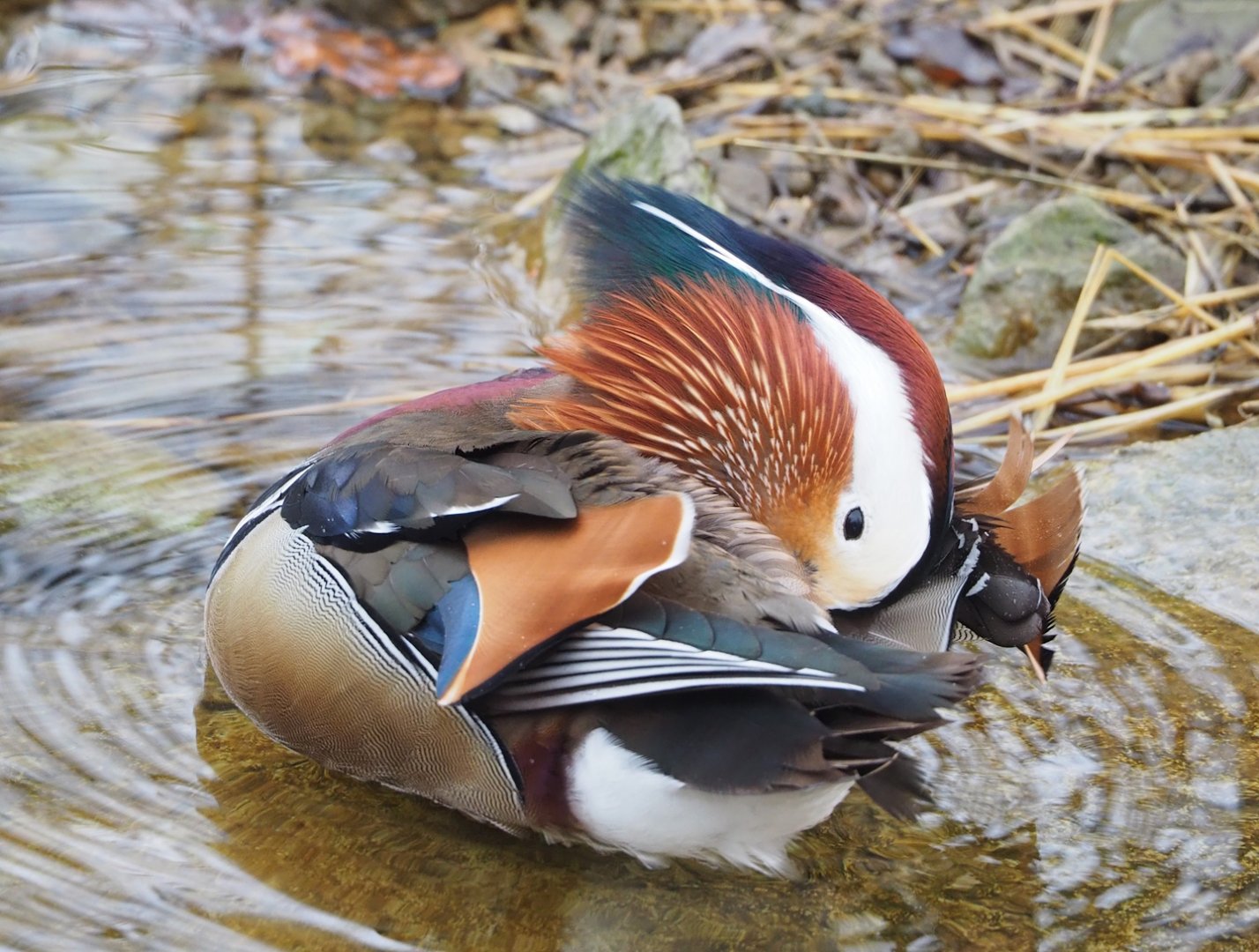 Feral Mandarin duck drake (Aix galericulata), 2023-02-19