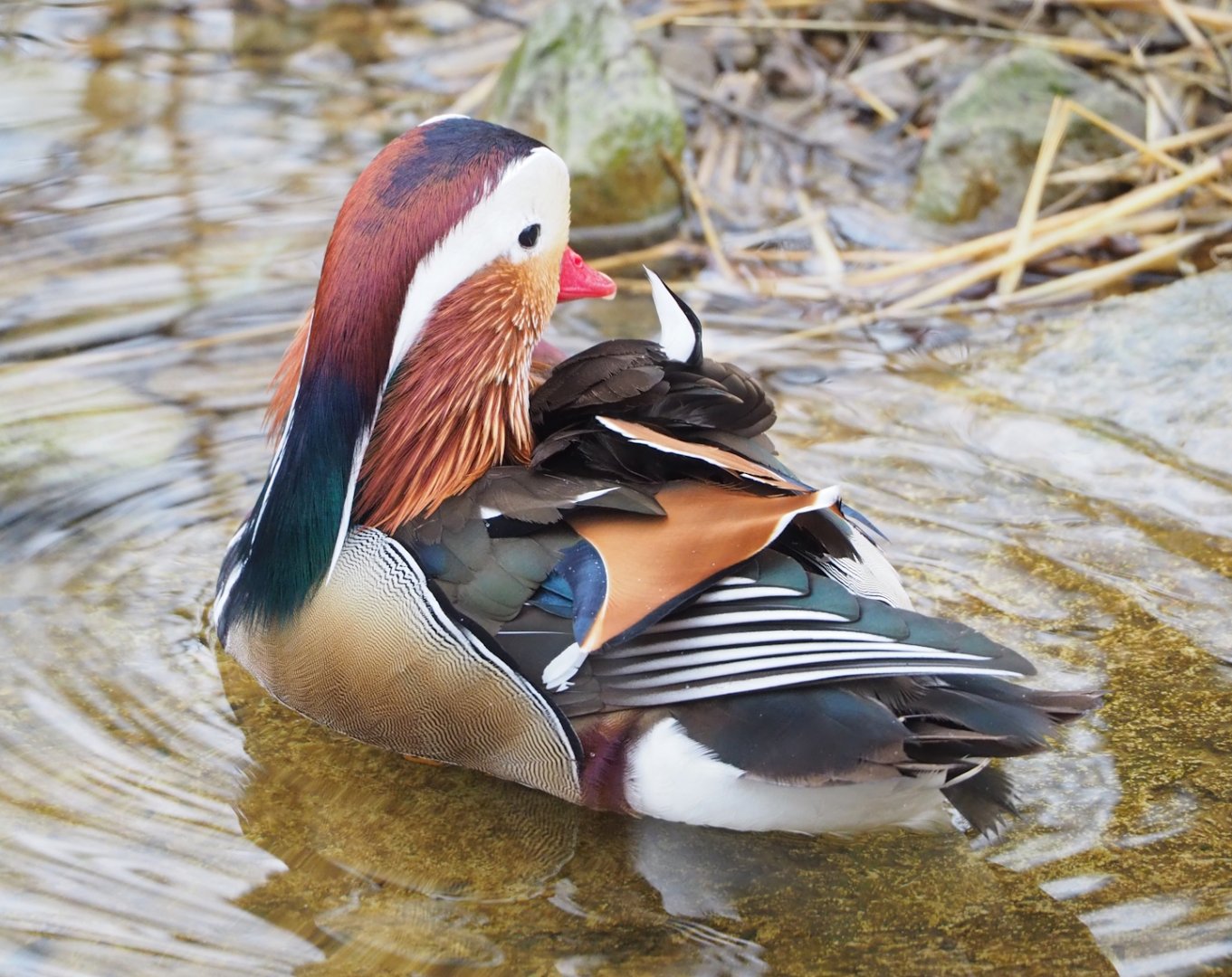 Feral Mandarin duck drake (Aix galericulata), 2023-02-19