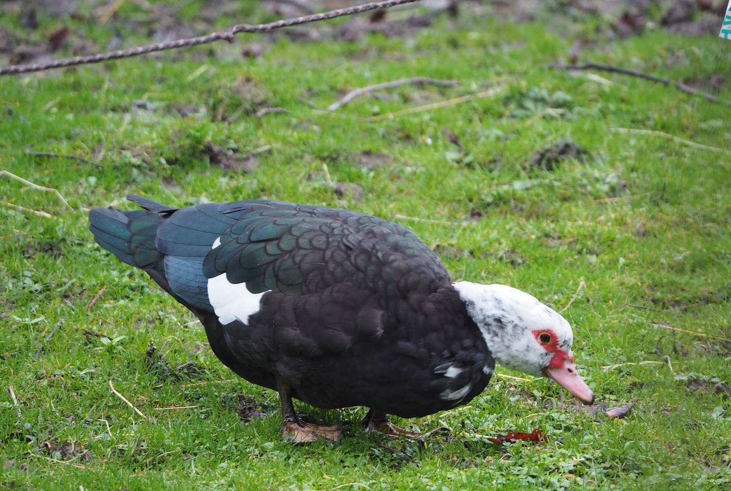 Feral Muscovy duck (Cairina moschata domestica), 2024-01-01