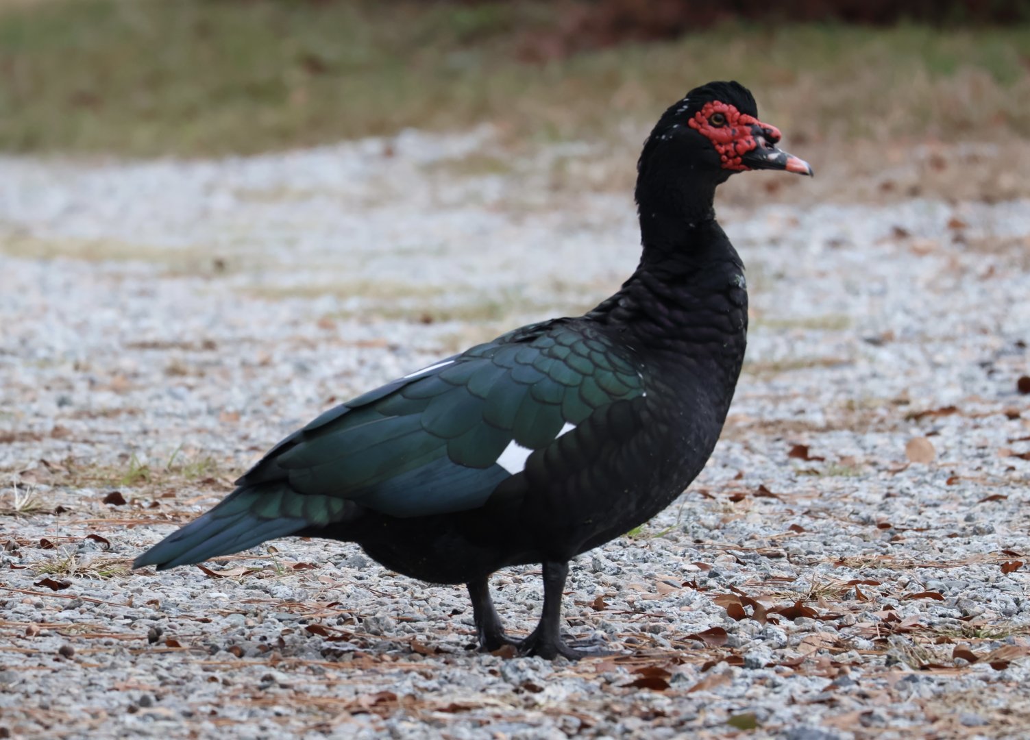Feral Muscovy Duck (Cairina moschata “domestica”)