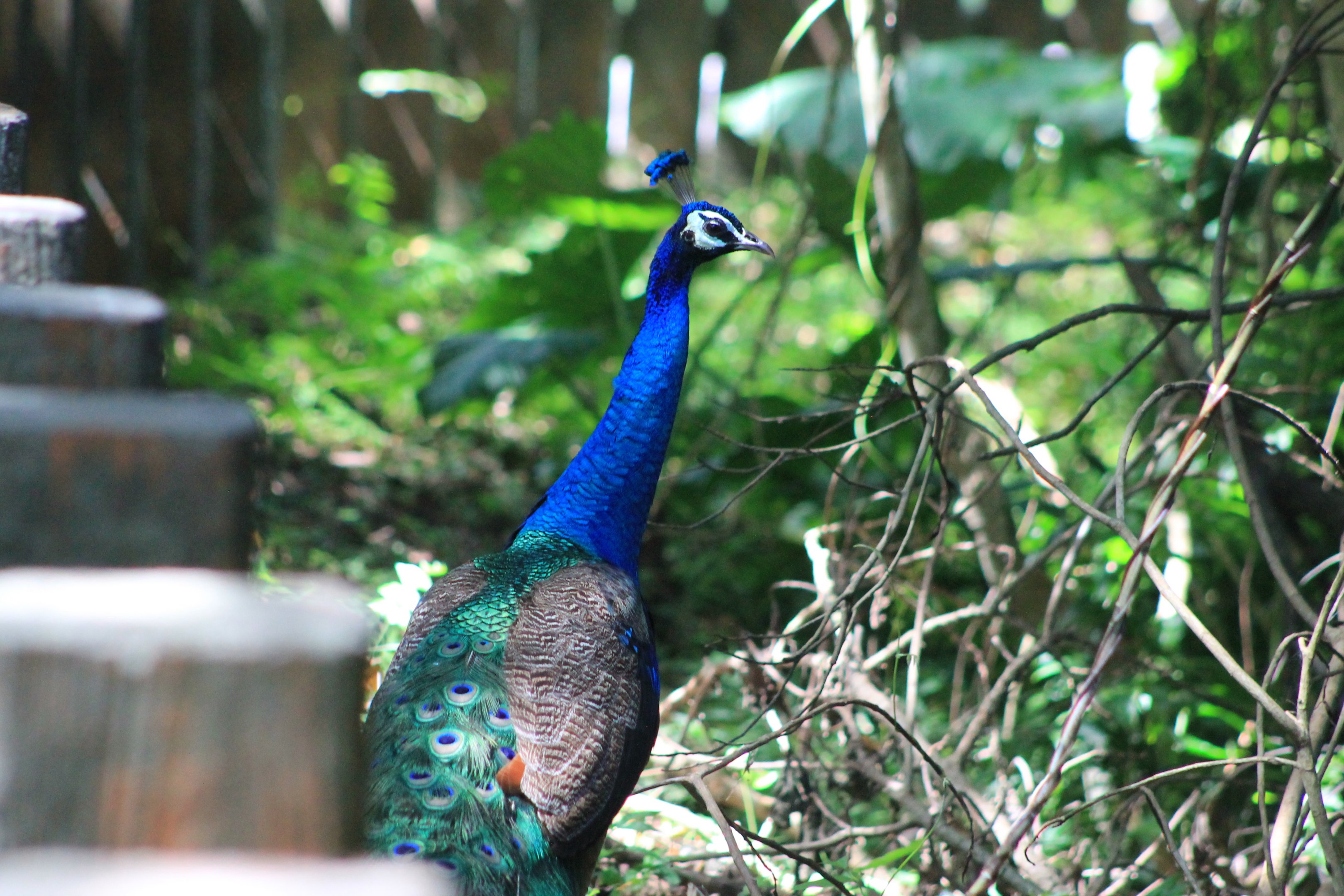 Feral Peacock