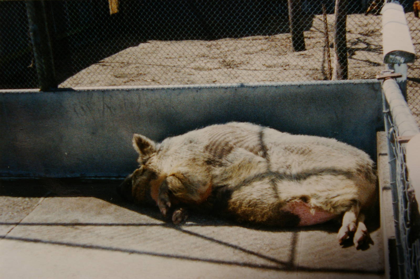 feral pig, North Brighton Zoo, Christchurch