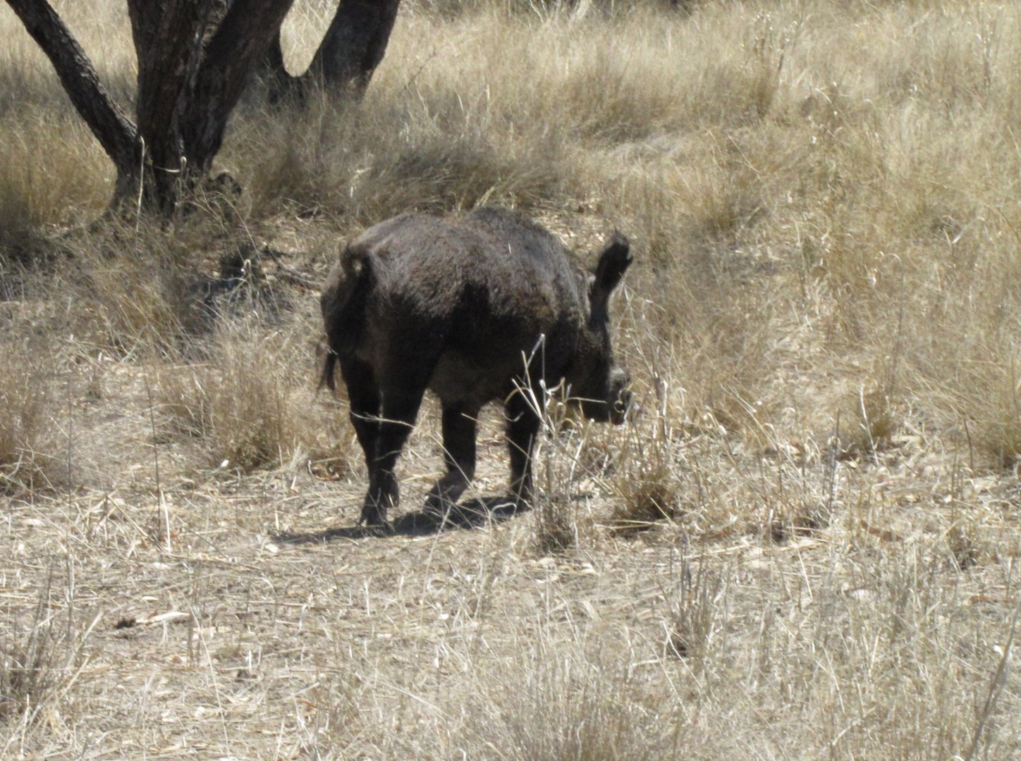 Feral Pig