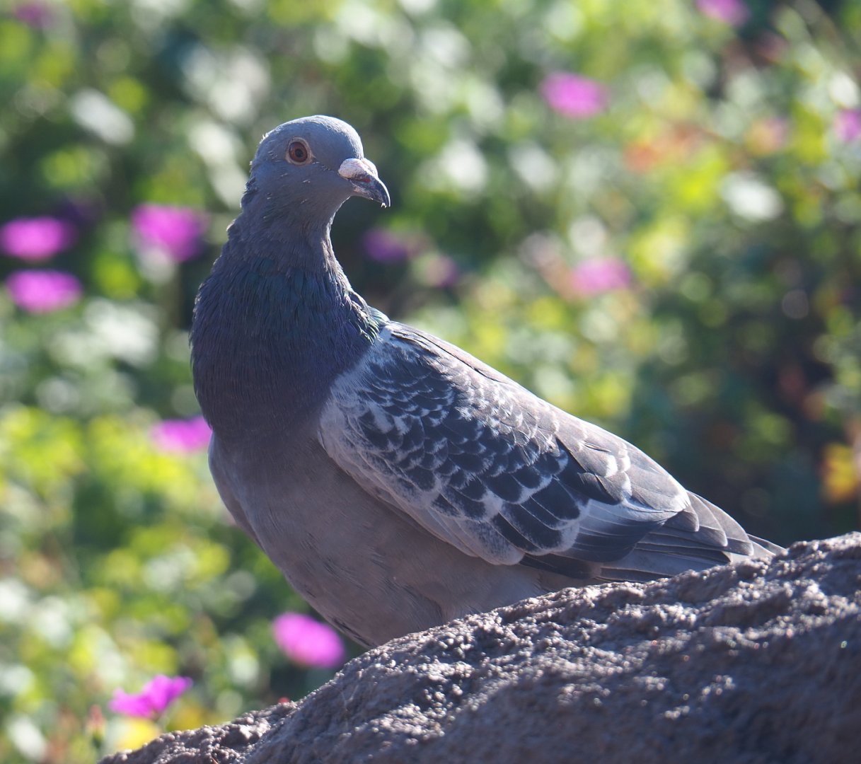 Feral pigeon (Columba livia domestica), 2021-09-03