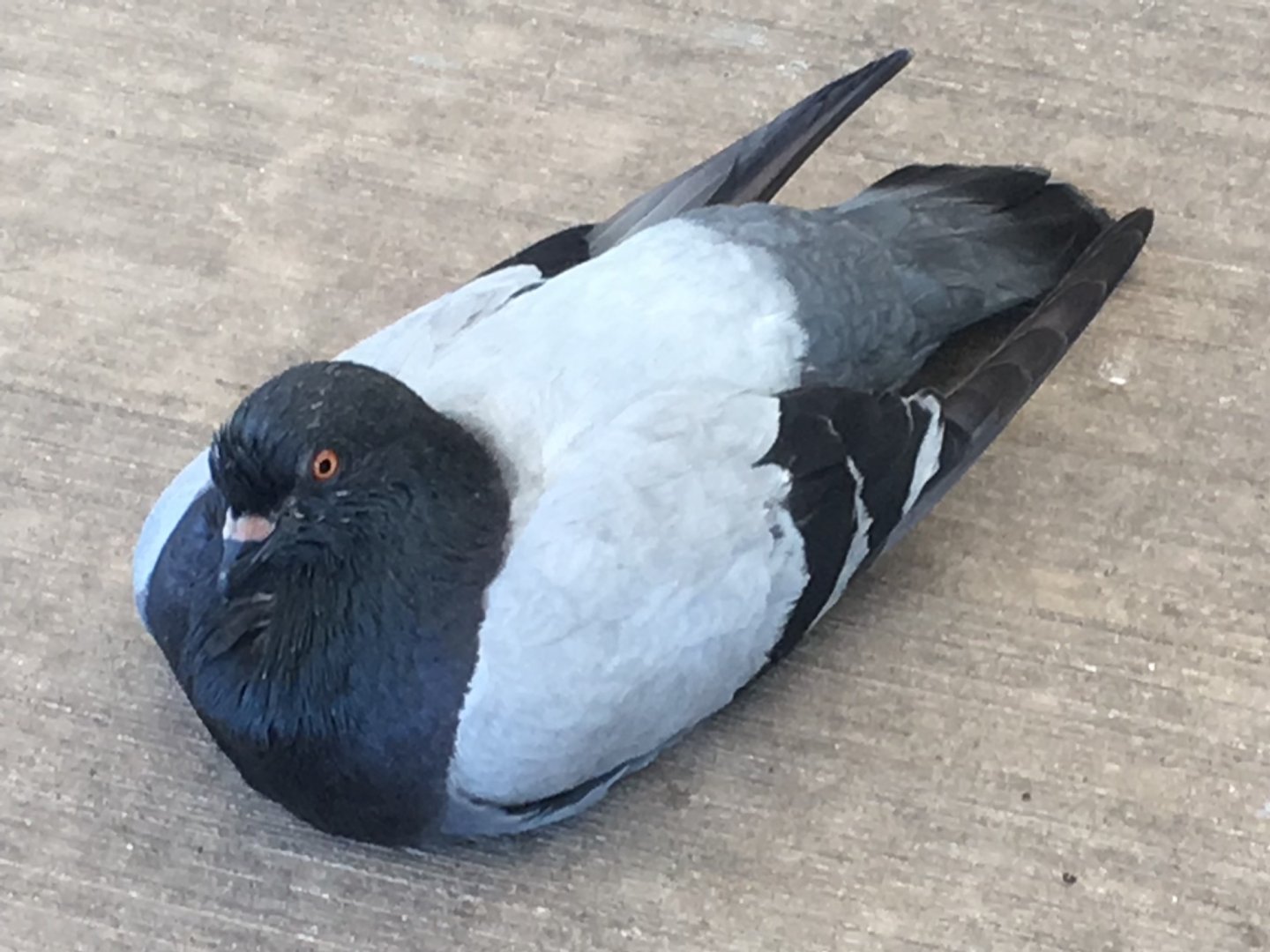 Feral Pigeon (Columba livia domestica)