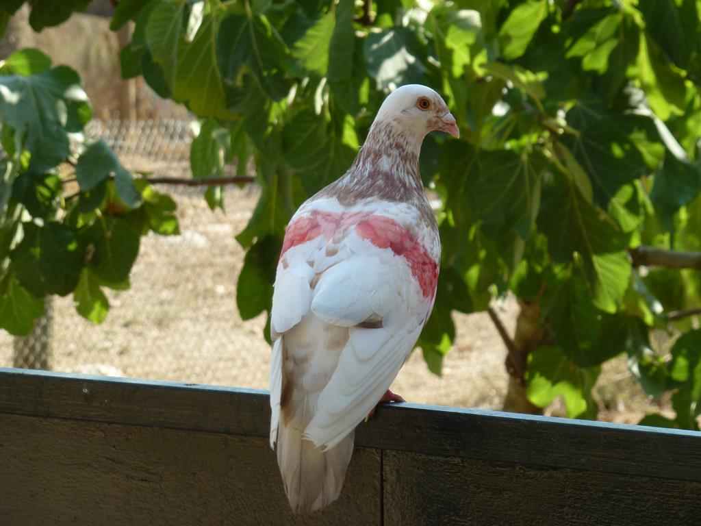 Feral pigeon, July 2013.