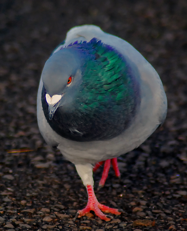 feral pigeon/ rock dove?