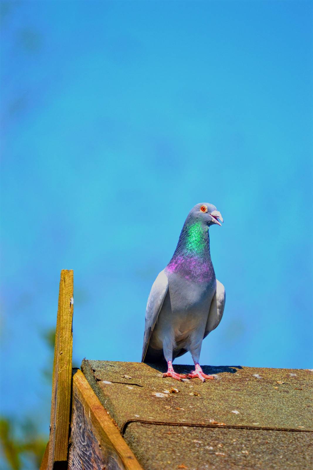 Feral Pigeon