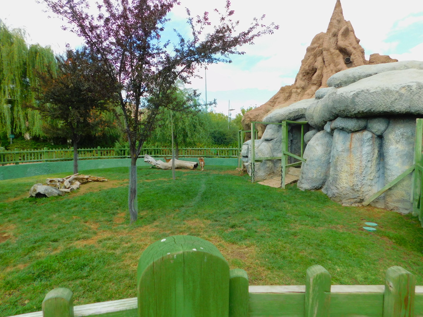 Feral Sheep/Mouflon Enclosure