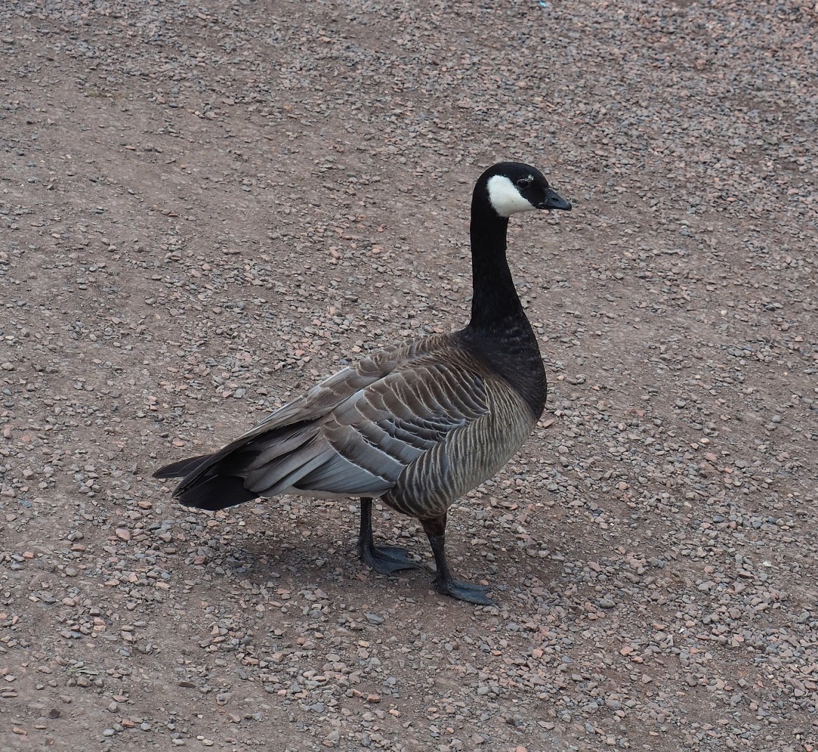 Feral Small cackling goose (Branta hutchinsii minima), 2023-05-16