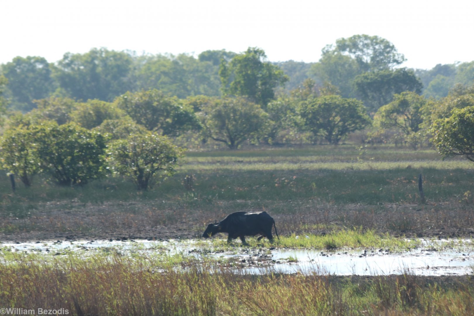 Feral Water Buffalo - Kakadu