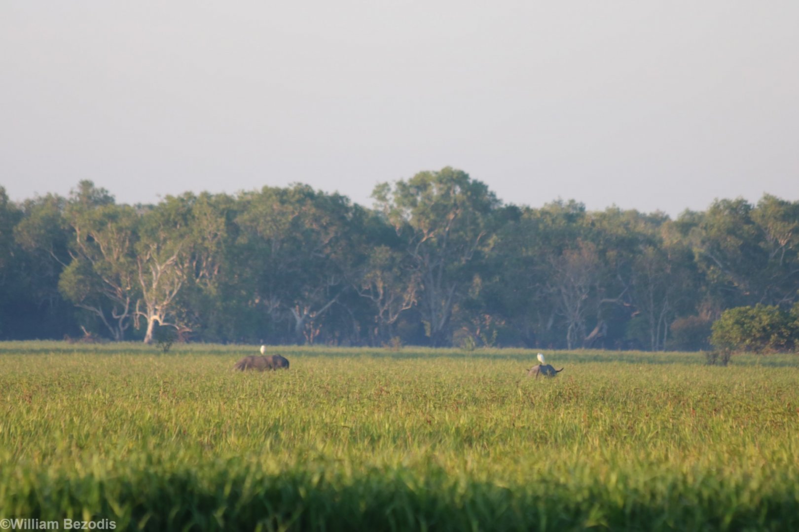 Feral Water Buffalo - Kakadu
