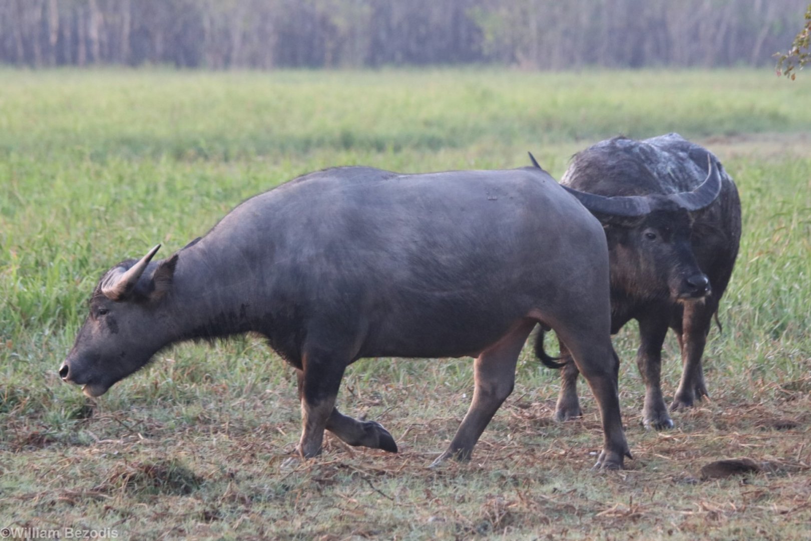 Feral Water BUffalos - Kakadu
