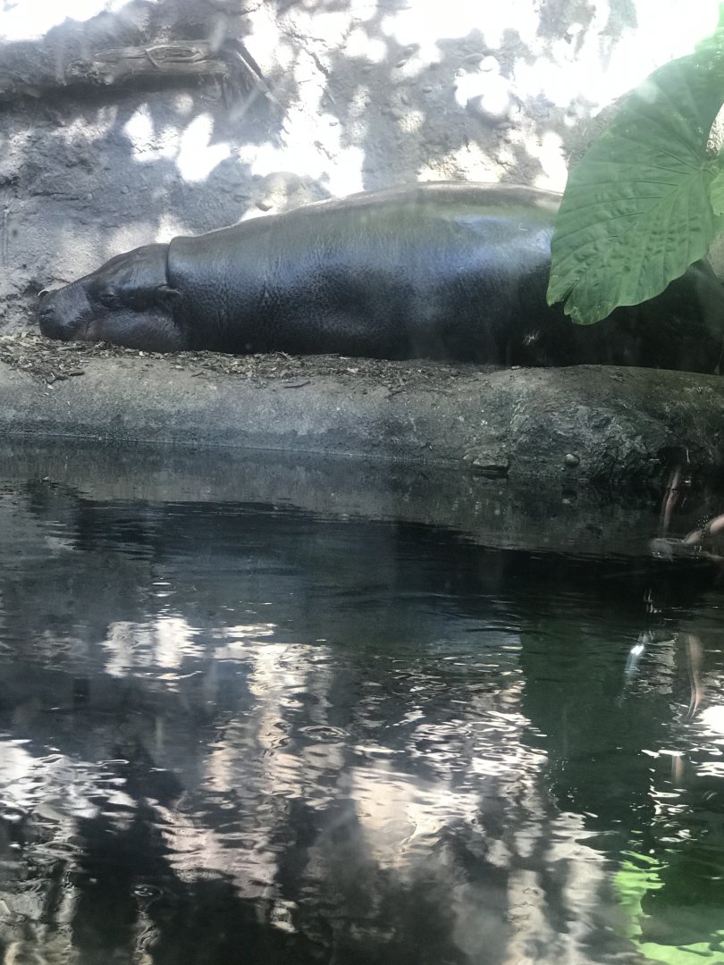 Fergus- Pygmy Hippo