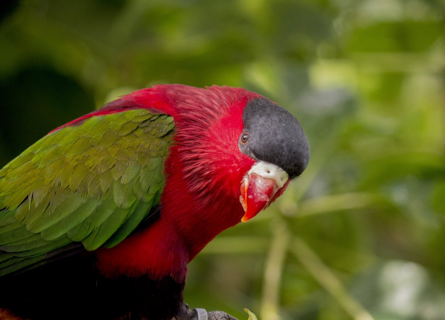 Fergusson Island lorikeet, Lorius hypoinochrous devittatus