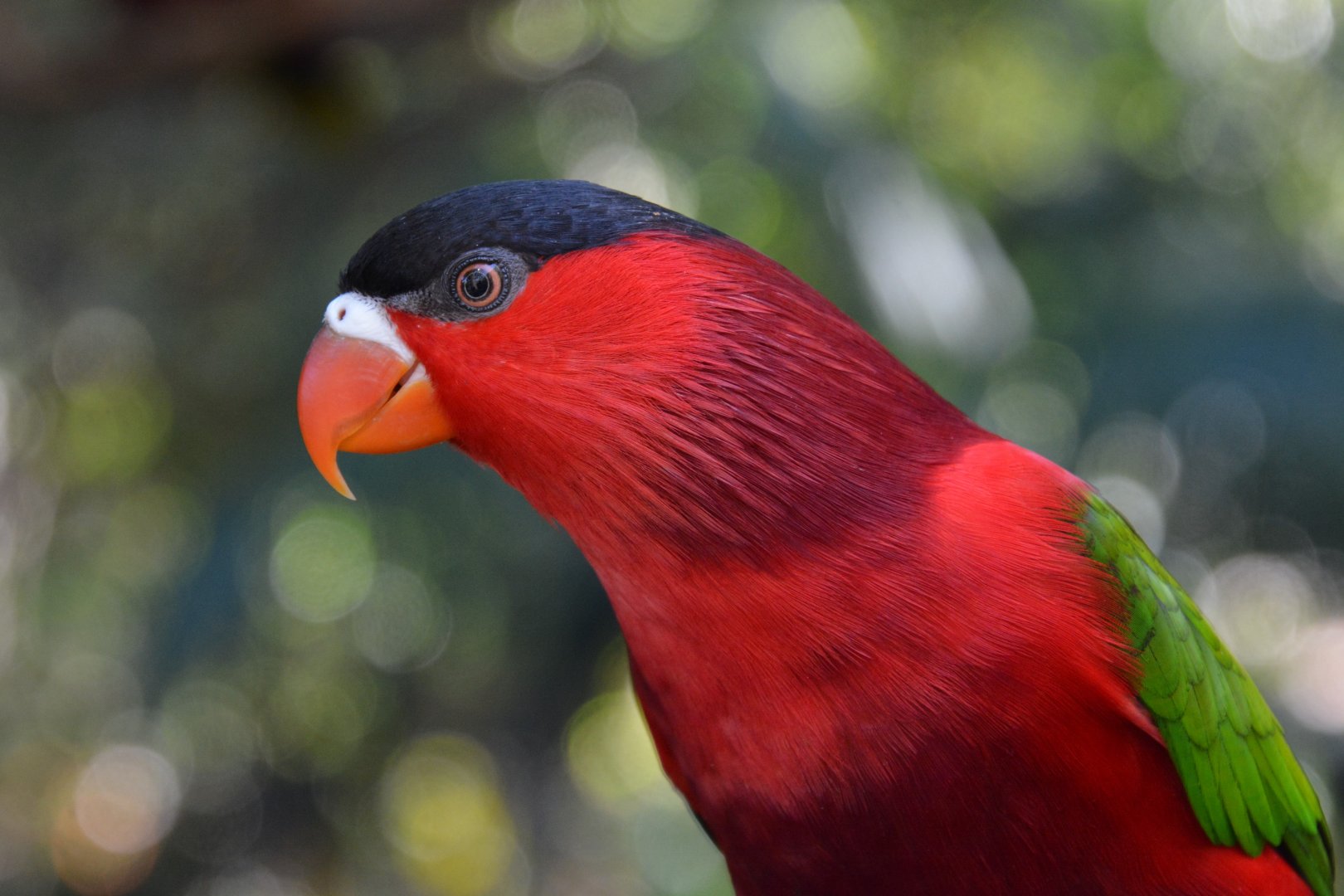 Fergusson purple-bellied lory (Lorius hypoinochrous devittatus)