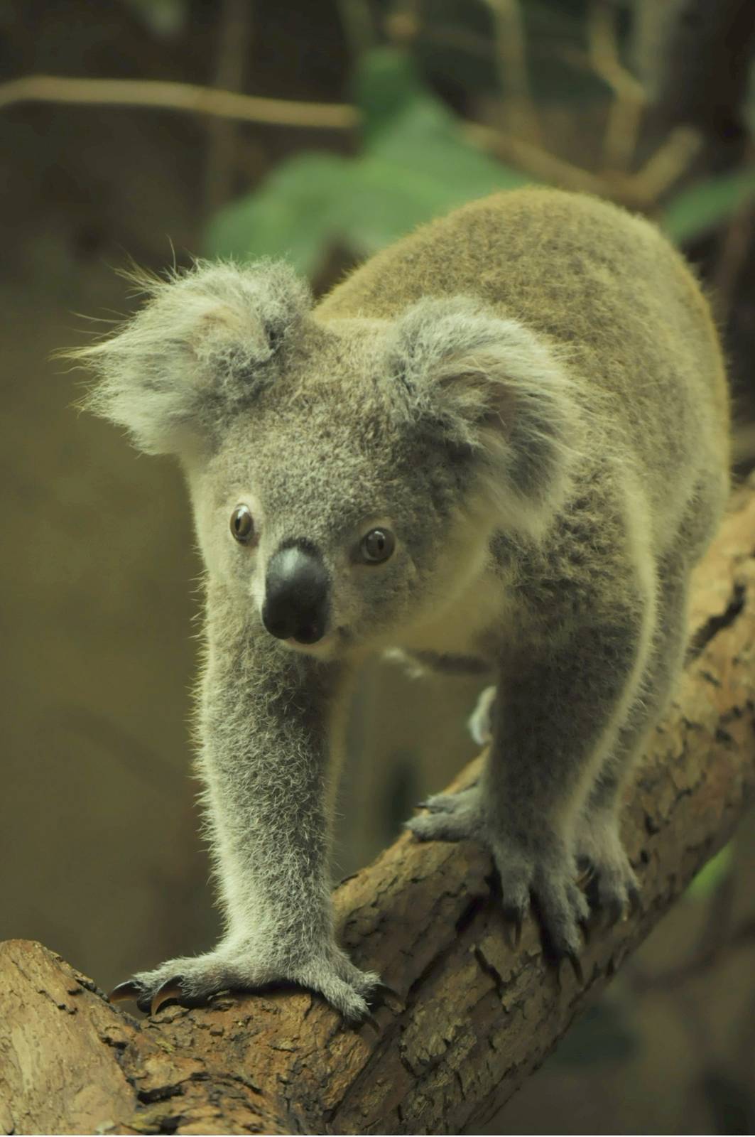 Fermale (youngster) queensland koala (Phascolarctos cinereus adustus)