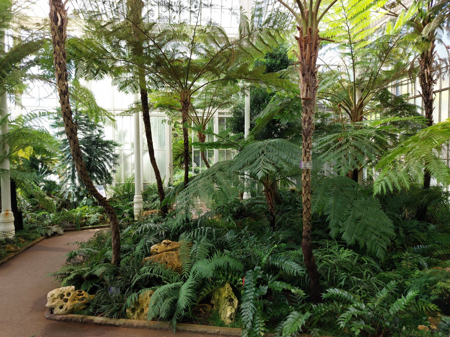 Fern greenhouse