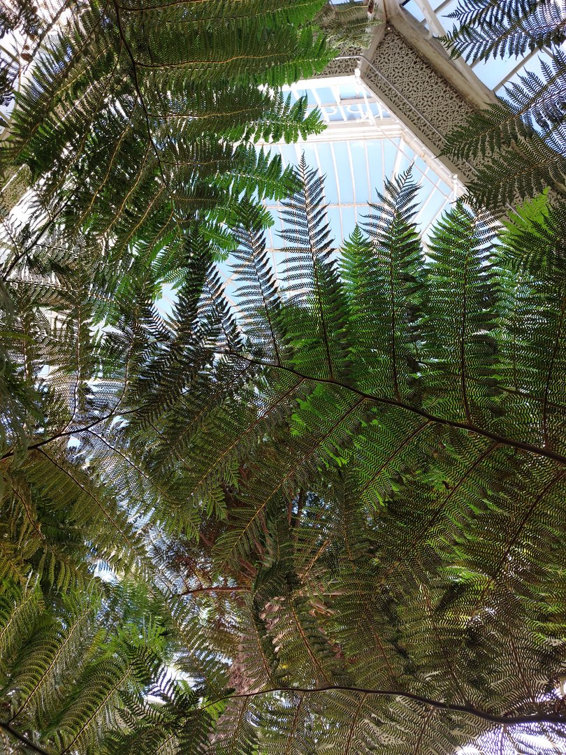 Fern greenhouse