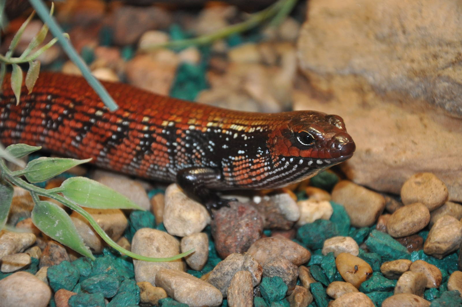 Fernand`s skink/ Lygosoma fernandi