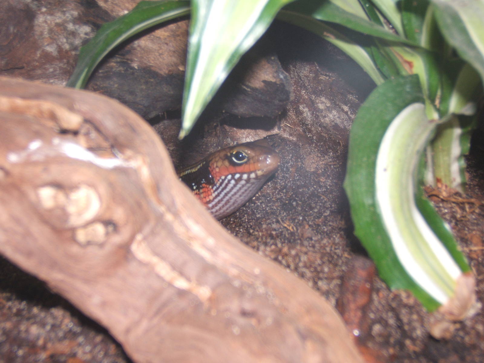 Fernand`s Skink(Mochlus fernandi)