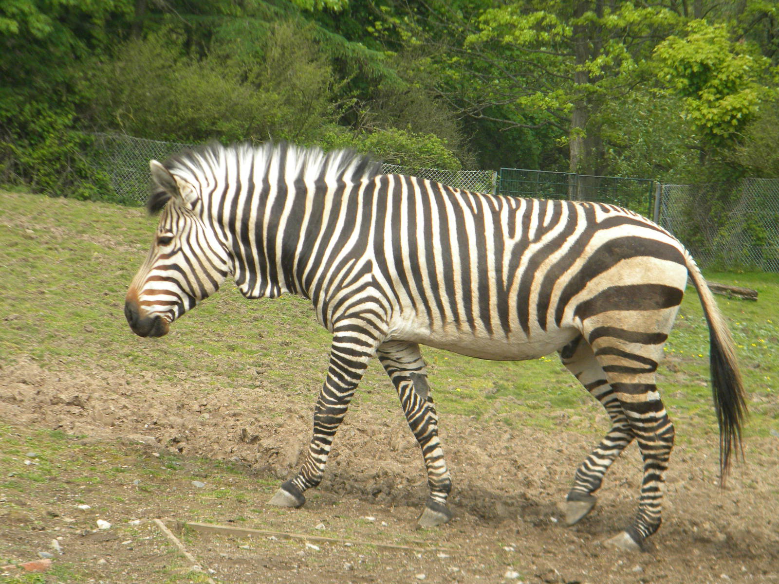 Fernando the Hartmann's Mountain Zebra at Blackpool Zoo 05/06/11