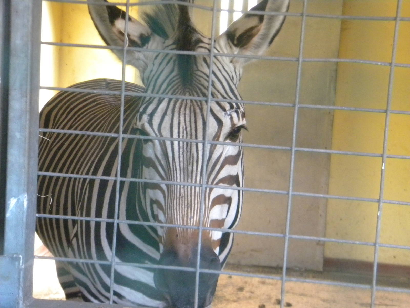 Fernando the Hartmann's Mountain Zebra at Blackpool Zoo 08/05/11