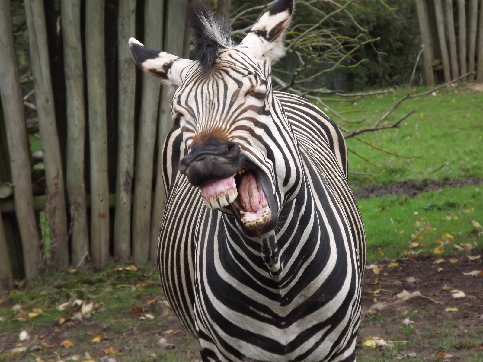 Fernando the Hartmann's mountain Zebra at Blackpool zoo 16/10/11