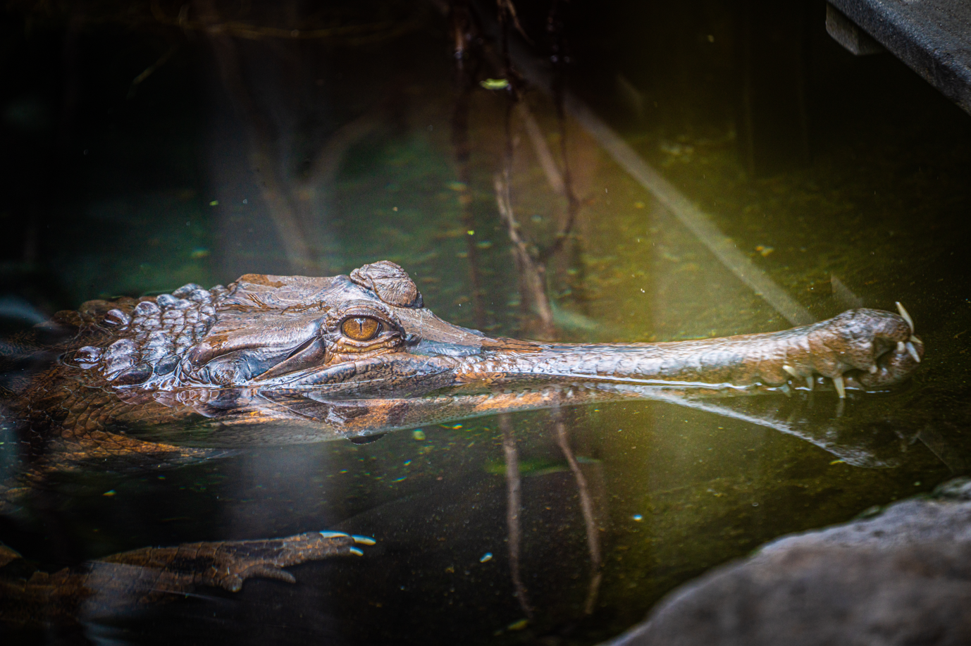Fernando the male False Gharial