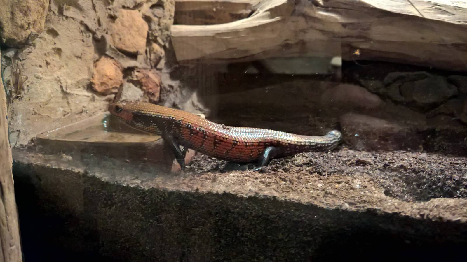 Fernand's skink
