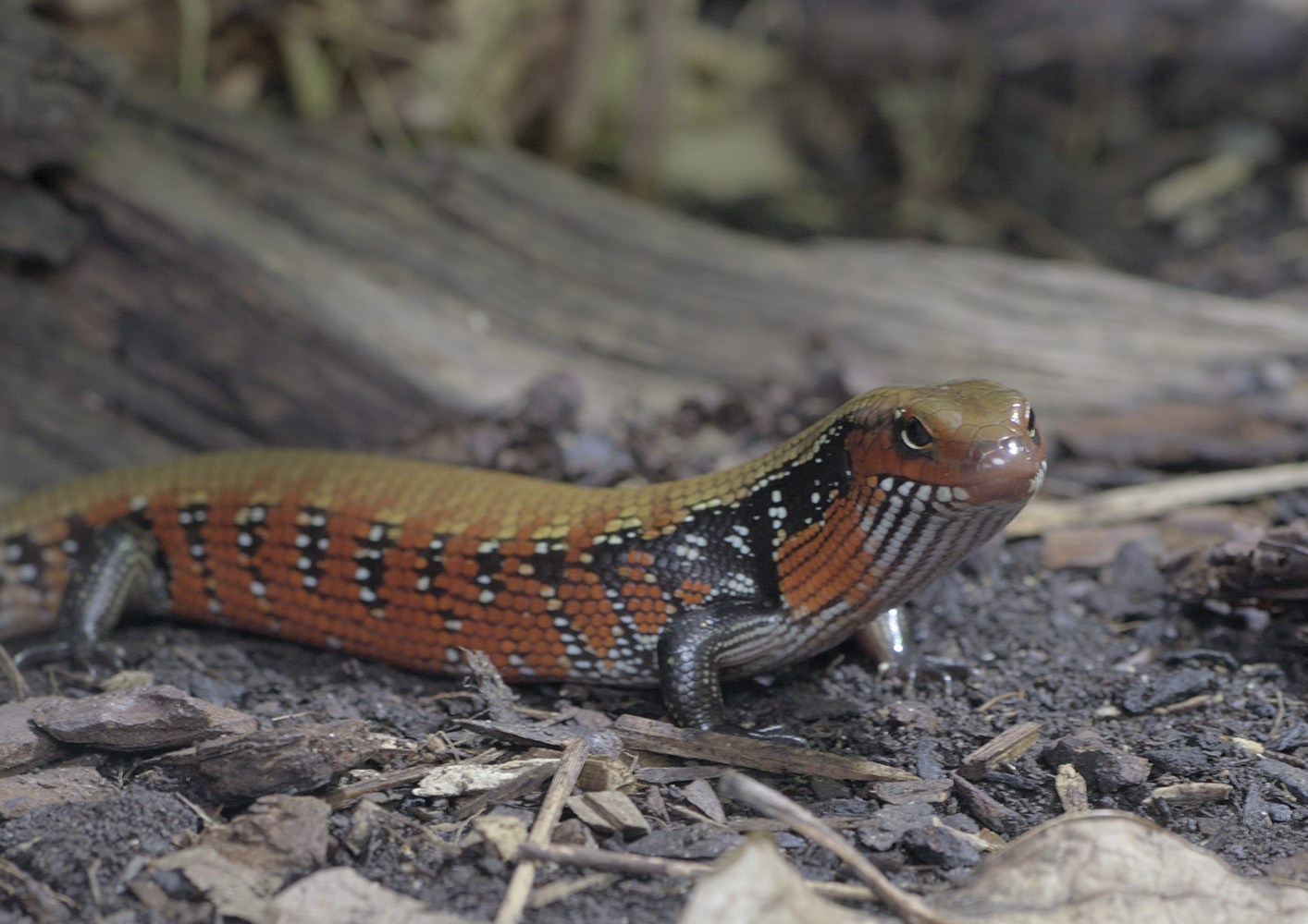 Fernand's skink