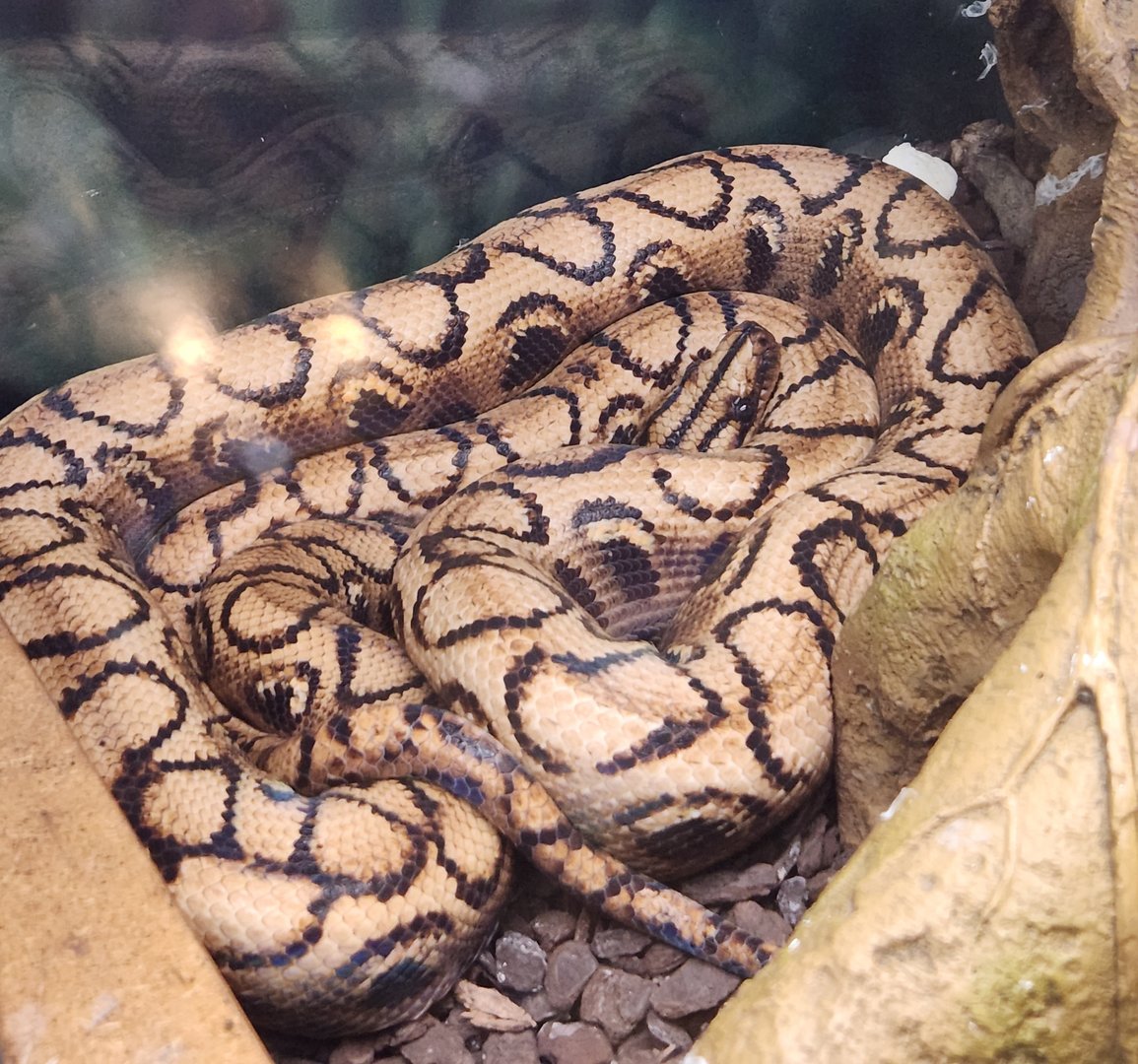 Fernbank Science Center - Brazilian Rainbow Boa