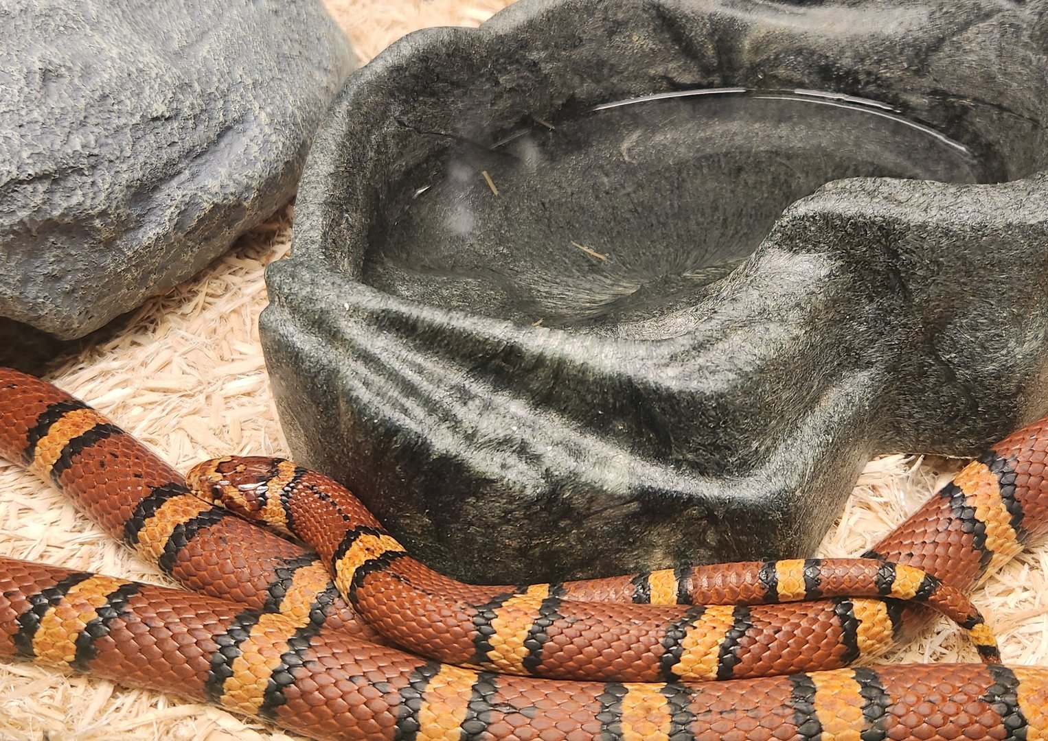 Fernbank Science Center - Coastal Plains Milk Snake