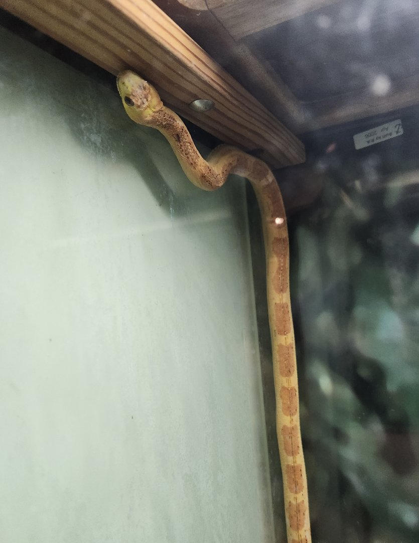 Fernbank Science Center - Everglades Rat Snake