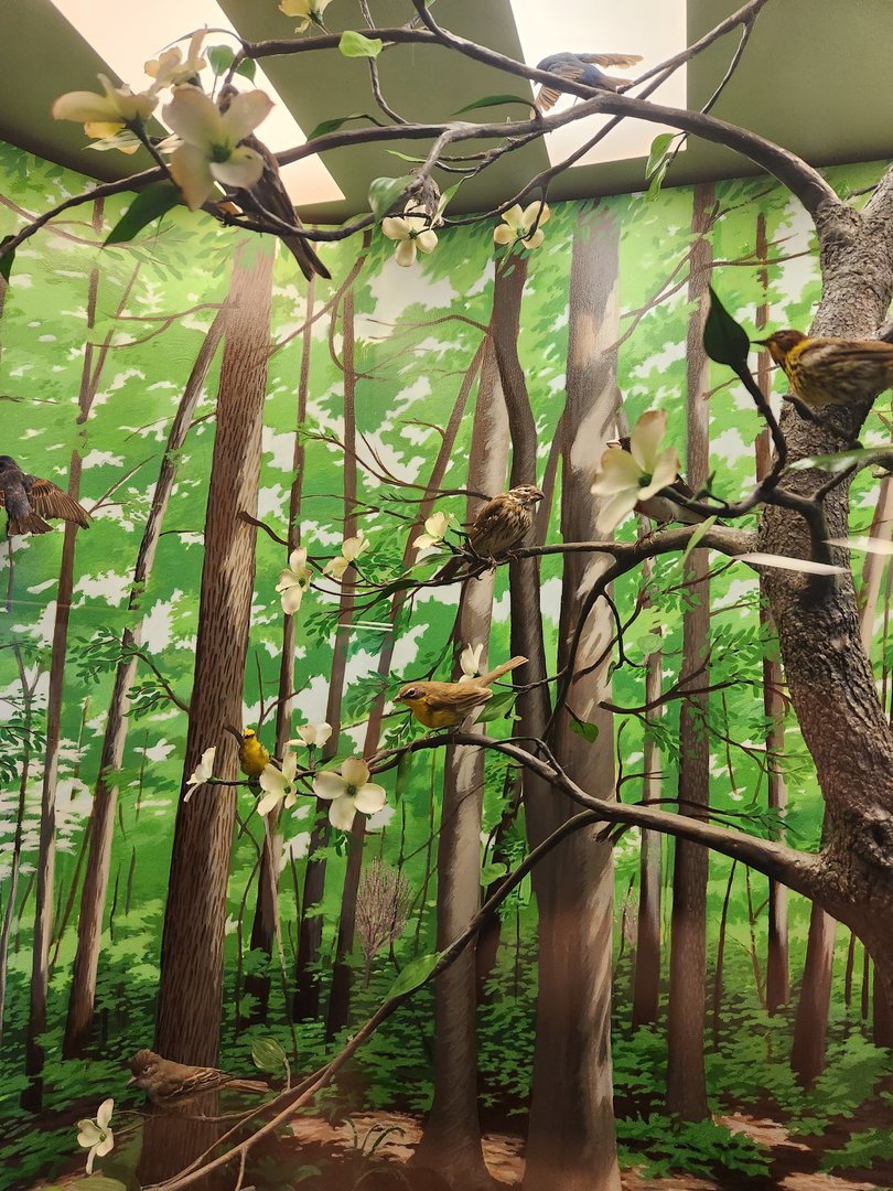 Fernbank Science Center - Forest birds 2