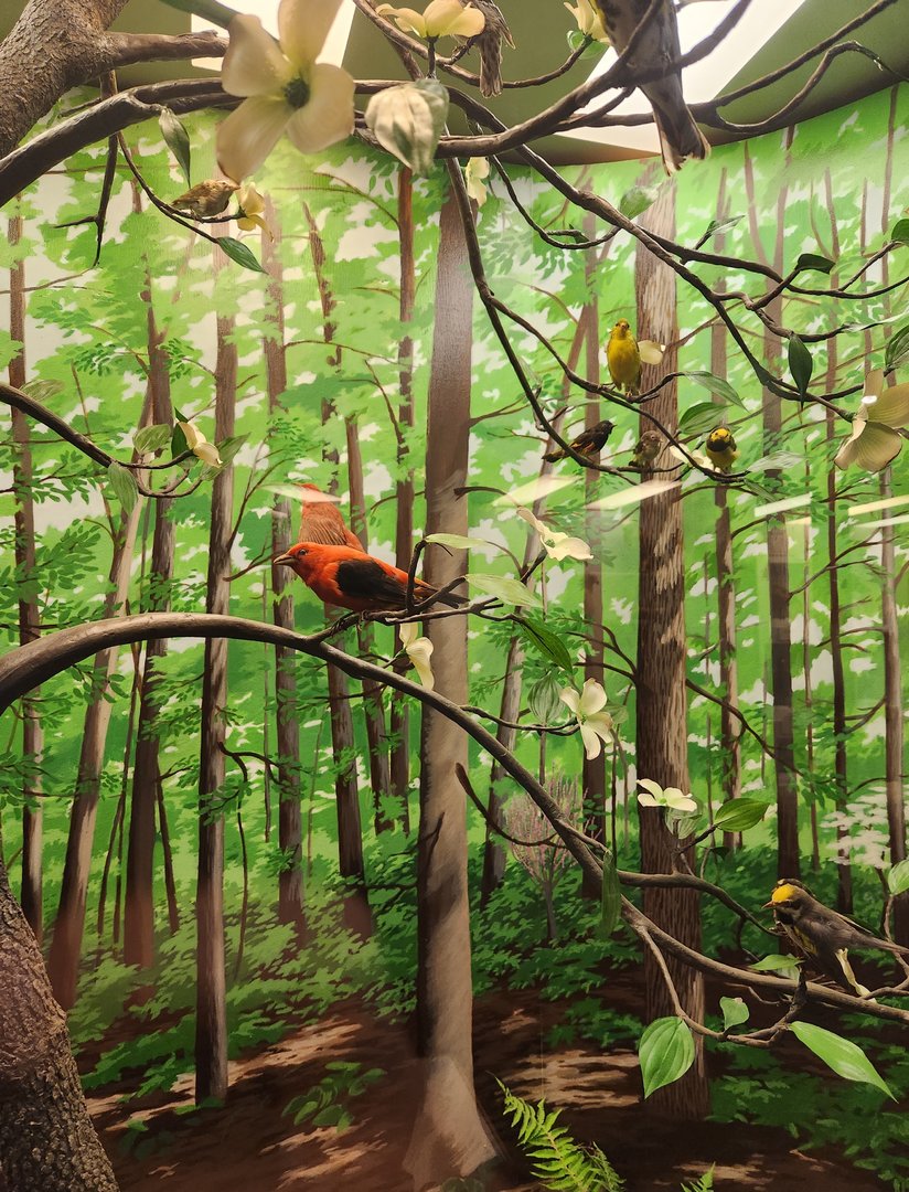 Fernbank Science Center - Forest birds diorama