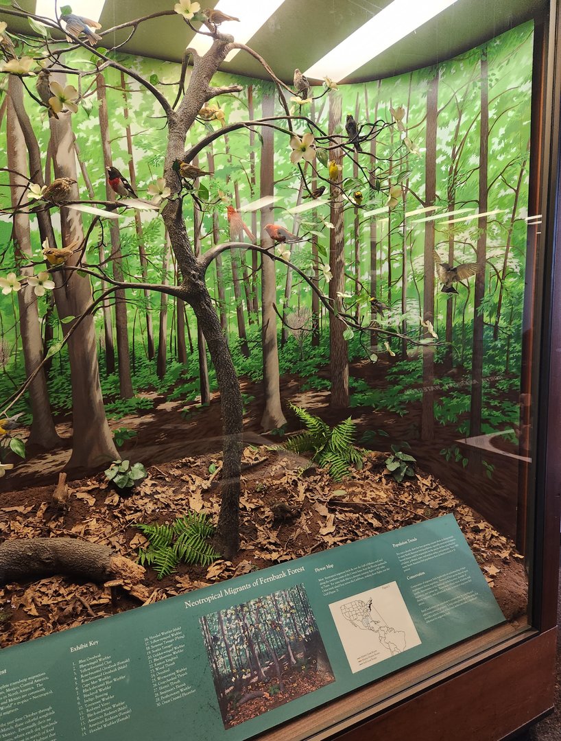 Fernbank Science Center - Forest birds far view