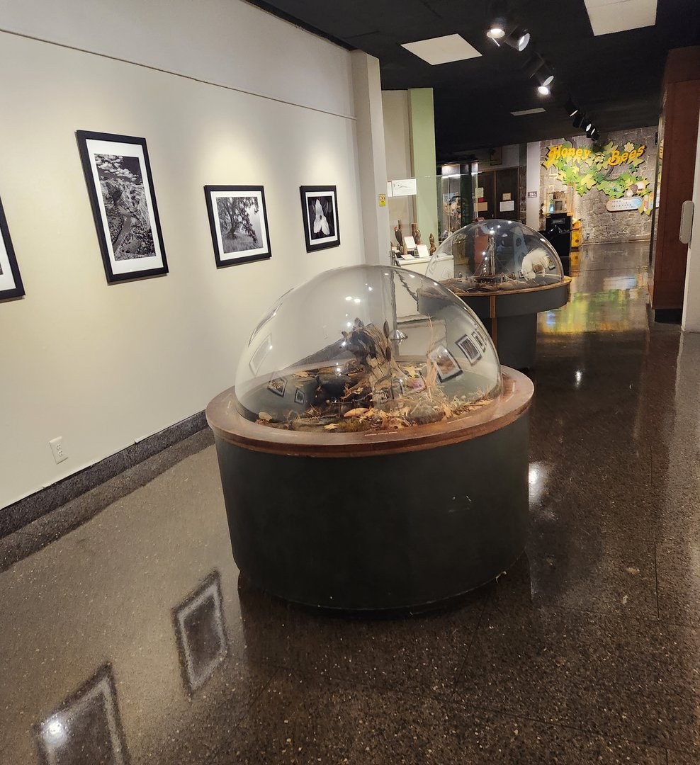 Fernbank Science Center - Forest floor bubble dioramas