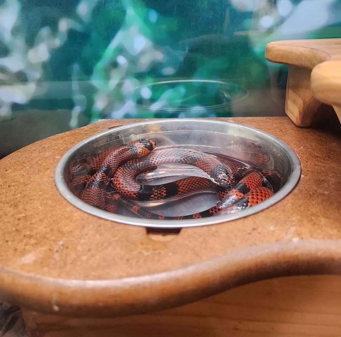 Fernbank Science Center - Honduran Milk Snake