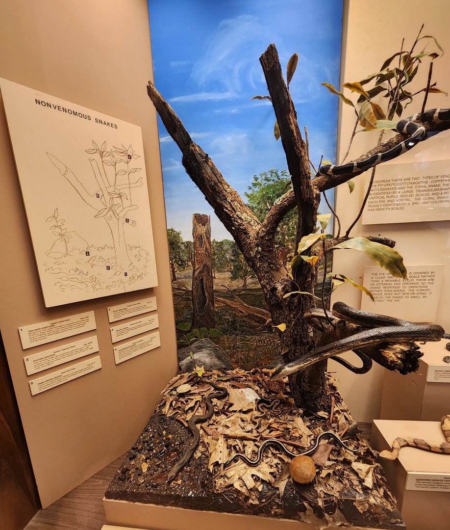 Fernbank Science Center - Nonvenomous snakes closeup