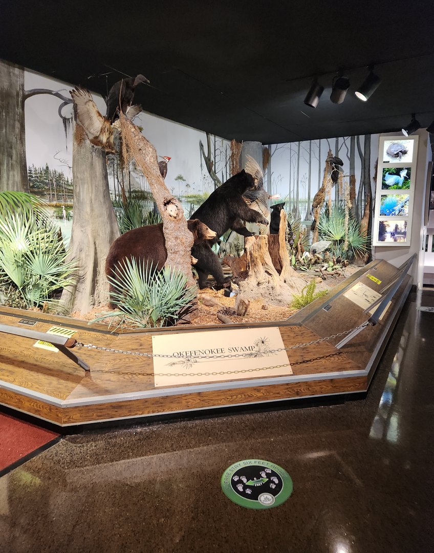 Fernbank Science Center - Okefenokee Swamp diorama